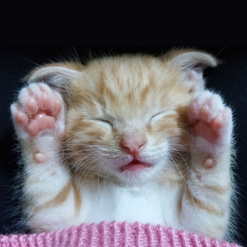 Asociación Gatos Bizkaia Katumichi