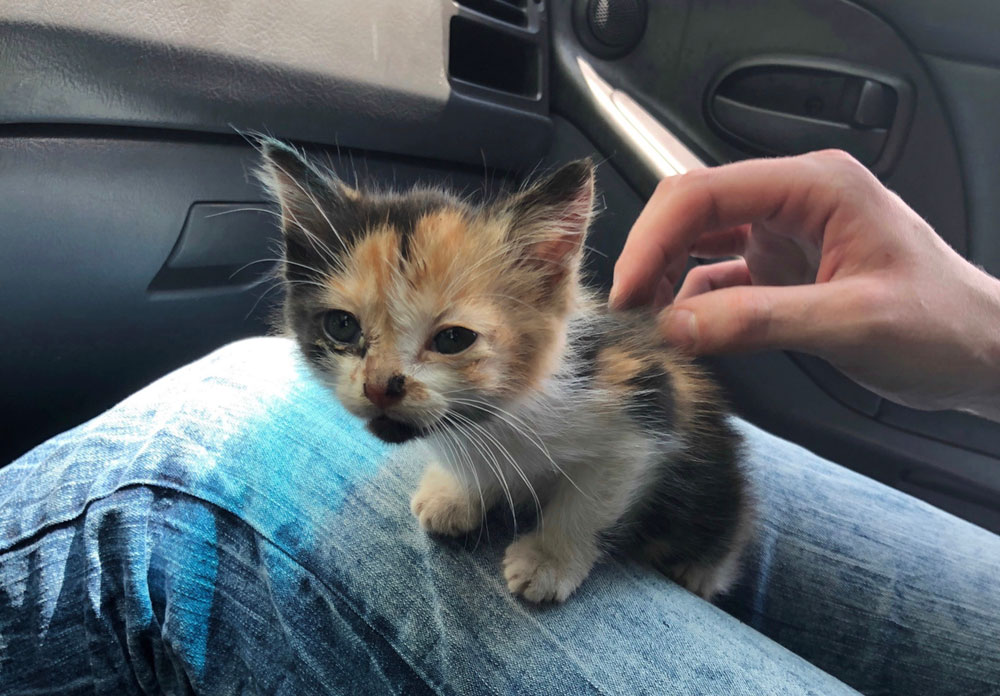 Asociación Gatos Bizkaia Katumichi