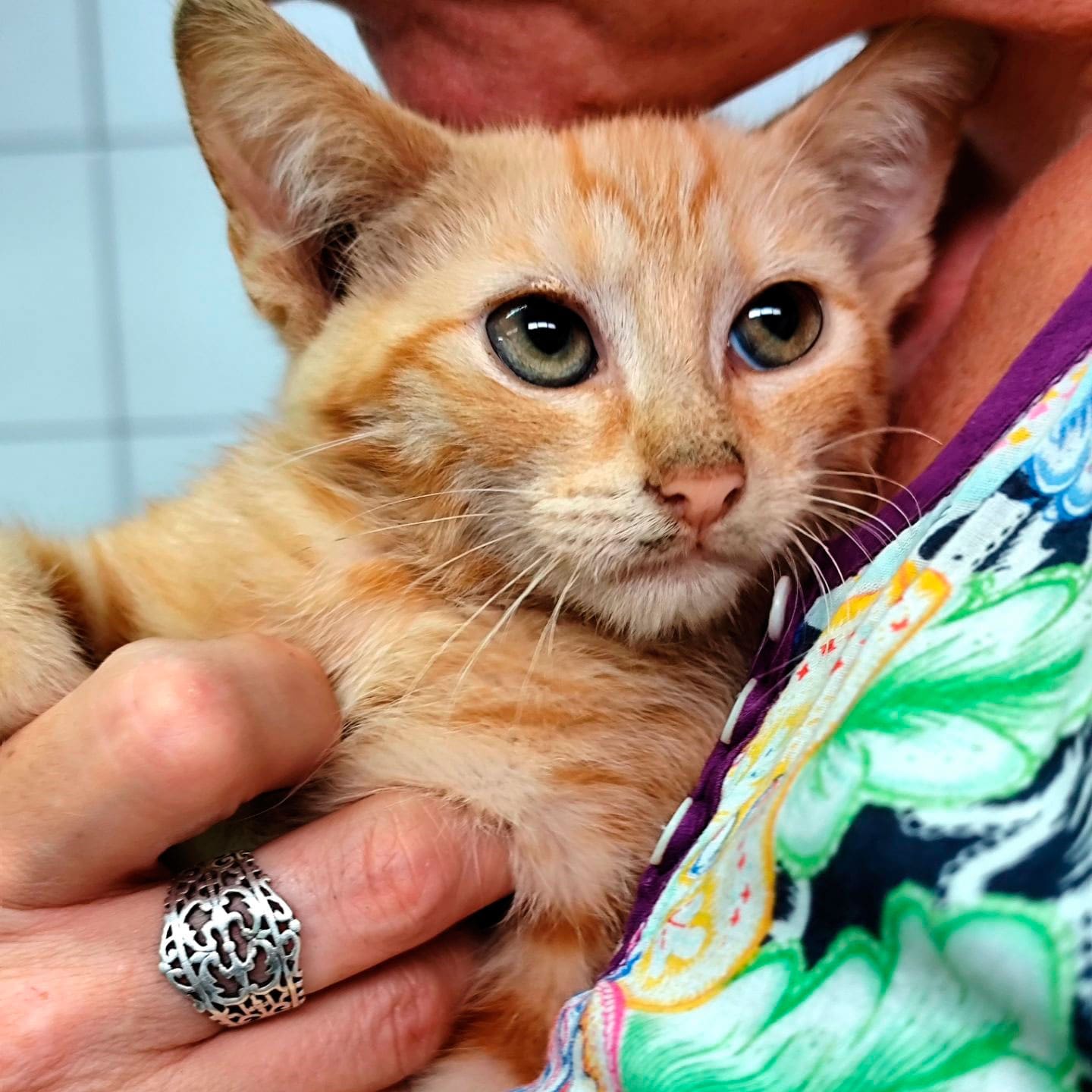 Asociación Gatos Bizkaia Katumichi