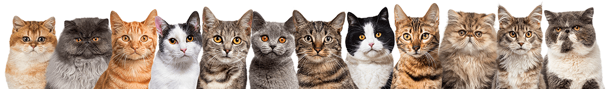 Asociación Gatos Bizkaia Katumichi