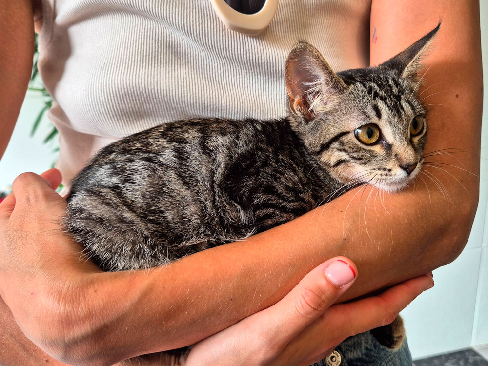 Asociación Gatos Bizkaia Katumichi