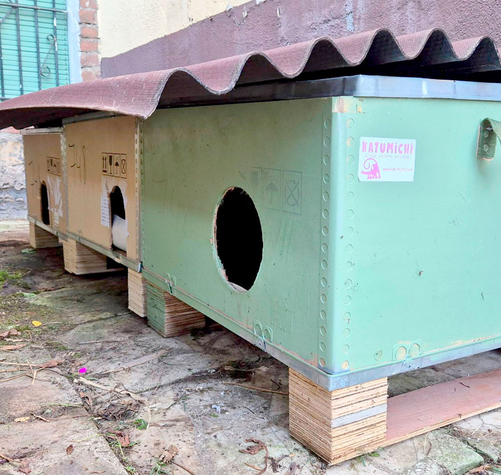 Asociación Gatos Bizkaia Katumichi