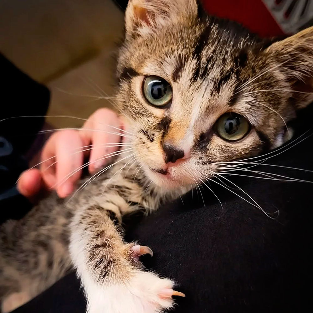 Asociación Gatos Bizkaia Katumichi