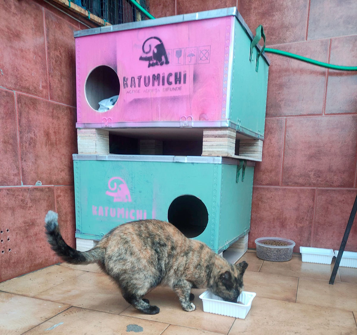 Asociación Gatos Bizkaia Katumichi