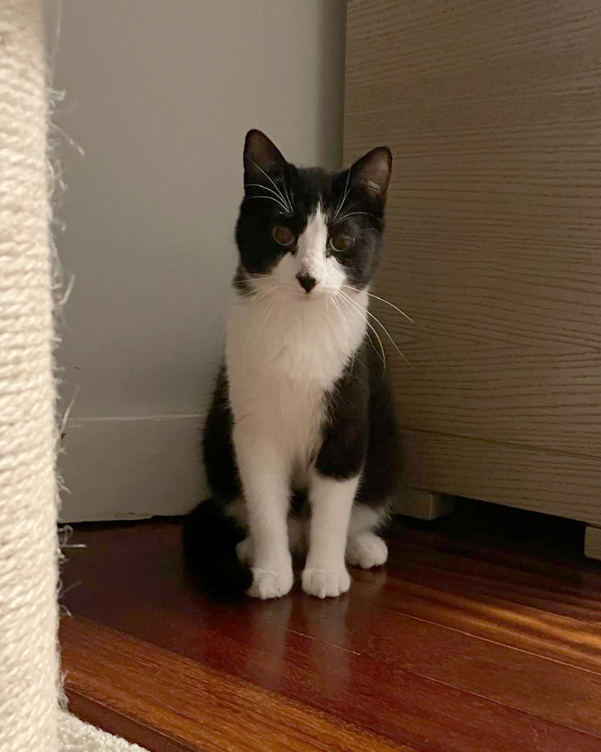 Asociación Gatos Bizkaia Katumichi