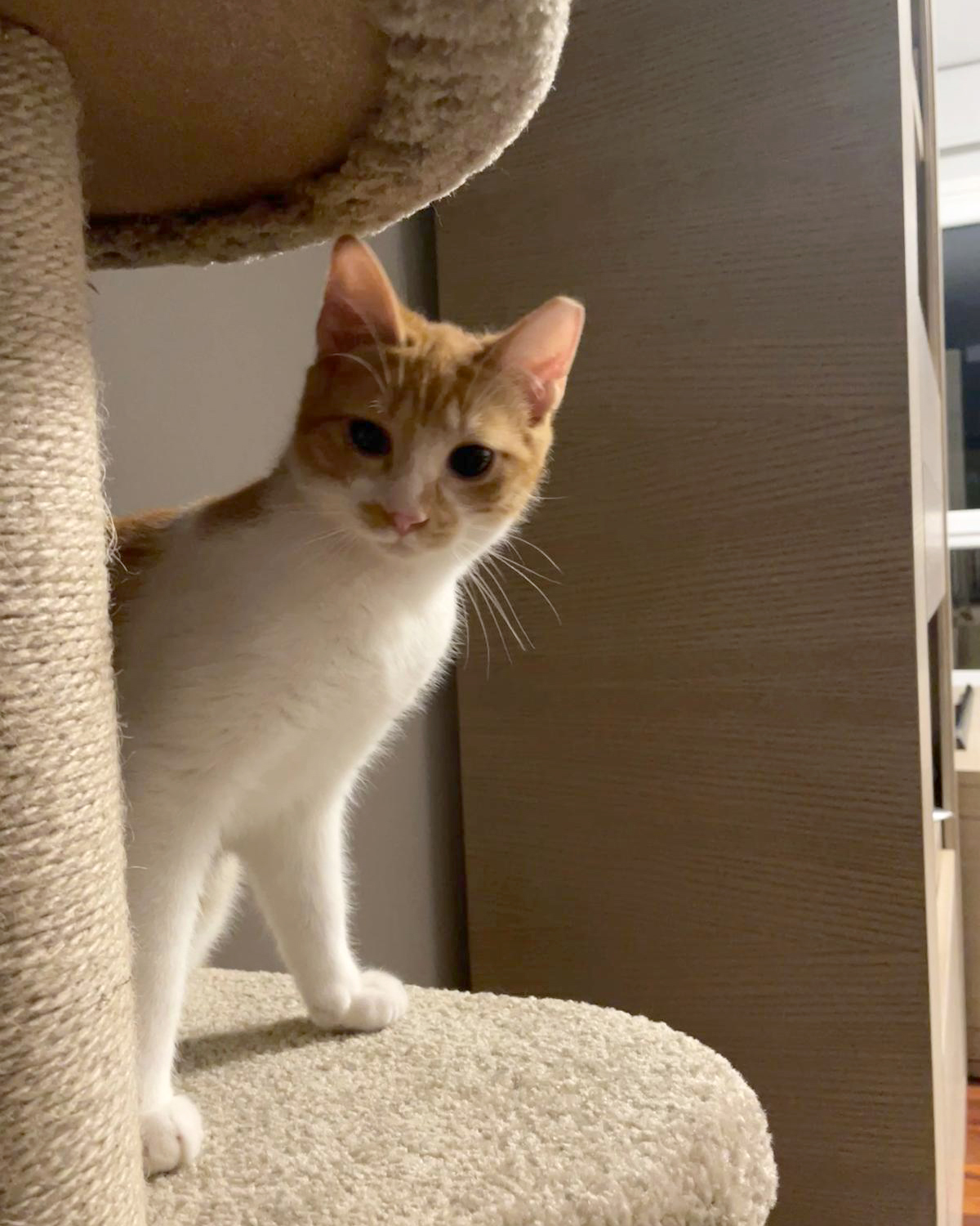 Asociación Gatos Bizkaia Katumichi