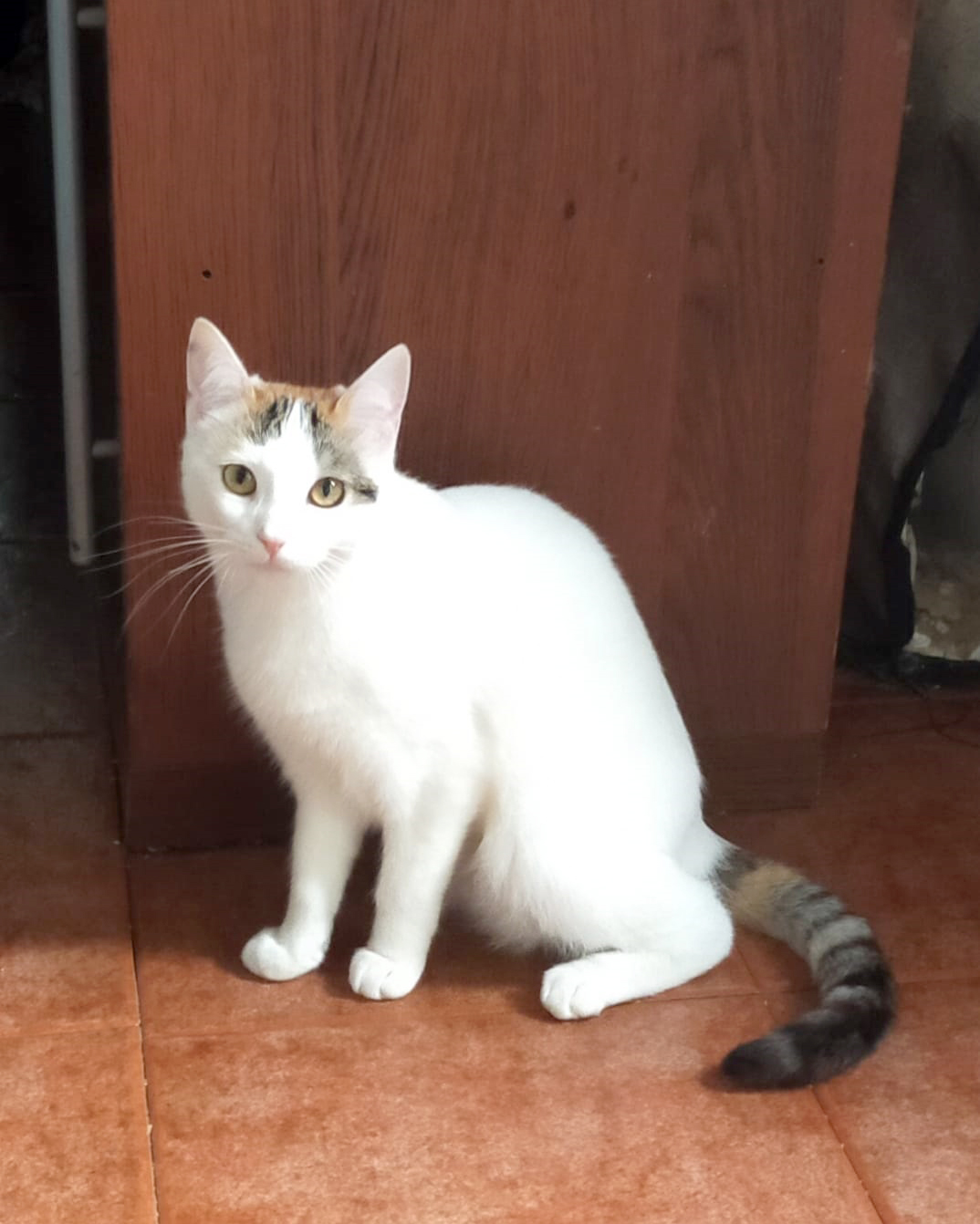 Asociación Gatos Bizkaia Katumichi